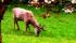 images/sampledata/gall_terri/parco/3cervo.jpg