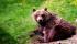 images/sampledata/gall_terri/parco/3orso.jpg